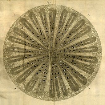 Illustrative plate from Nehemiah Grew's The Anatomy of Plants, London 1682. Illustrative plate from Nehemiah Grew's The Anatomy of Plants, London 1682.