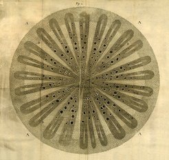 Illustrative plate from Nehemiah Grew's The Anatomy of Plants, London 1682.