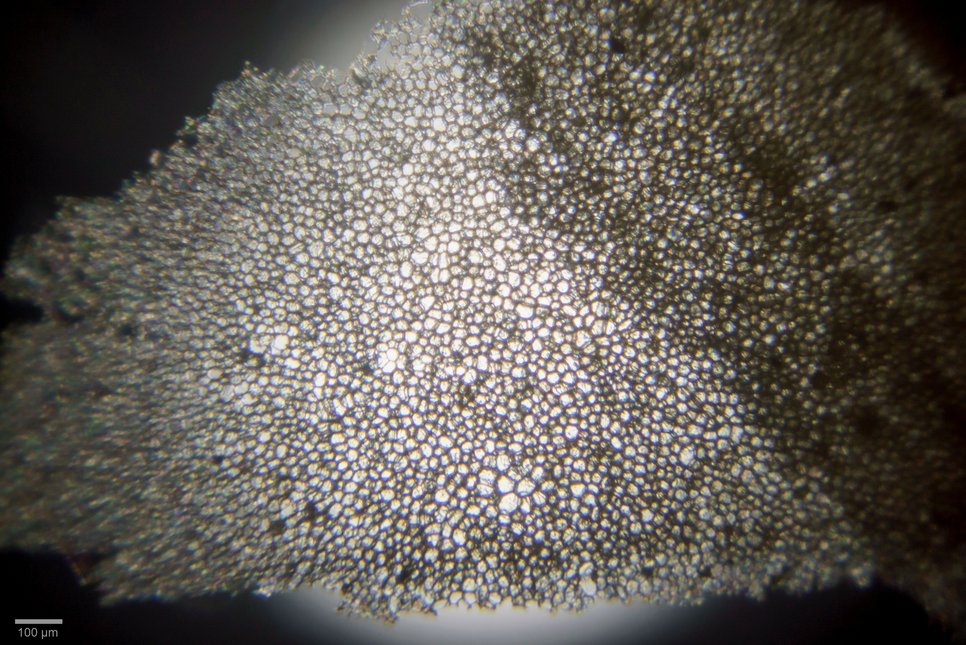 Cork specimen, photographed through the original Leeuwenhoek microscope with lighting from below, closely resembling imagery that Leeuwenhoek might have observed himself. The center of the image is more in focus than the outside due to field curvature of the original Leeuwenhoek lens.