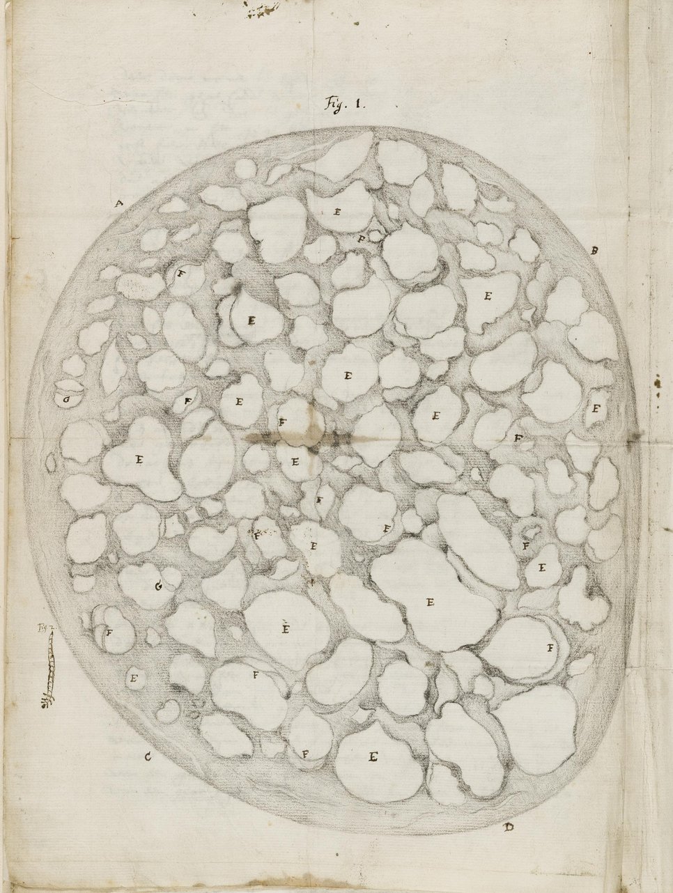 Unknown artist for Antoni van Leeuwenhoek, Section of an optical nerve of a cow, 4 December 1674. Graphite and ink on paper. 303 x 215 mm. London, Royal Society archives, EL/L1/9.