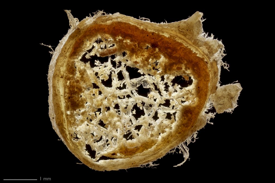 Section of an optical nerve of a cow. This compound image is imaged with stacking photography.