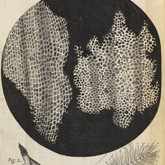 Antoni van Leeuwenhoek was learning how and what to see through a microscope by comparing his own observations with the images printed in Robert Hooke's Micrographia: or some physiological descriptions of minute bodies made by magnifying glasses with observations and inquiries thereupon. This richly illustrated book on microscopy was published by the Royal Society in 1665. Antoni van Leeuwenhoek was learning how and what to see through a microscope by comparing his own observations with the images printed in Robert Hooke's Micrographia: or some physiological descriptions of minute bodies made by magnifying glasses with observations and inquiries thereupon. This richly illustrated book on microscopy was published by the Royal Society in 1665.