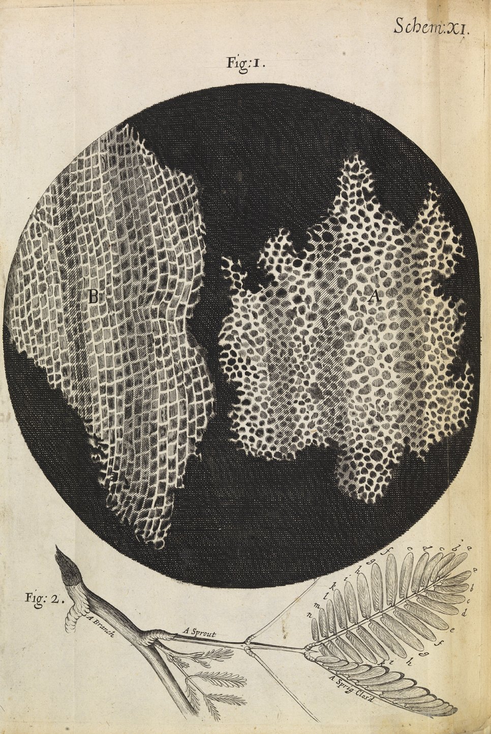 Antoni van Leeuwenhoek was learning how and what to see through a microscope by comparing his own observations with the images printed in Robert Hooke's Micrographia: or some physiological descriptions of minute bodies made by magnifying glasses with observations and inquiries thereupon. This richly illustrated book on microscopy was published by the Royal Society in 1665.