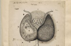 Eye of a bee, as dissected and drawn by Johannes Swammerdam (1674). University Library Leiden, Ms BPL 126B, fol. 31v