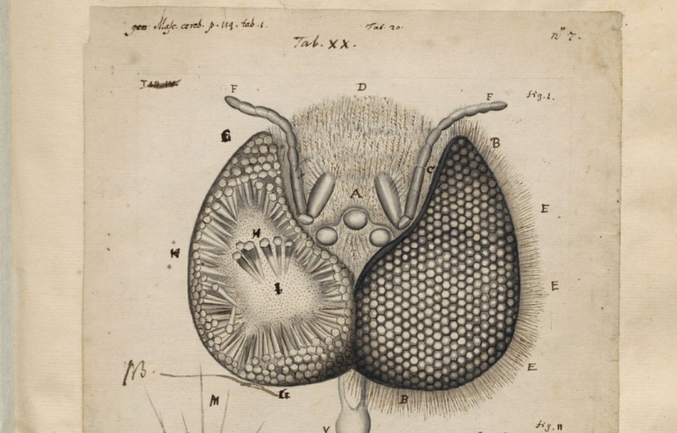 Eye of a bee, as dissected and drawn by Johannes Swammerdam (1674). University Library Leiden, Ms BPL 126B, fol. 31v