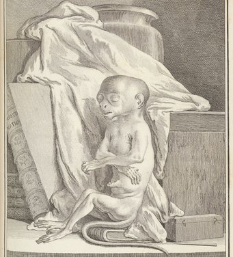 Georges Louis Le Clerc de Buffon, Histoire Naturelle, Bd. 7: L'Histoire Des Animaux Quadrupèdes, Paris 1789 Georges Louis Le Clerc de Buffon, Histoire Naturelle, Bd. 7: L'Histoire Des Animaux Quadrupèdes, Paris 1789