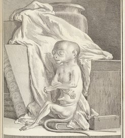 Georges Louis Le Clerc de Buffon, Histoire Naturelle, Bd. 7: L'Histoire Des Animaux Quadrupèdes, Paris 1789