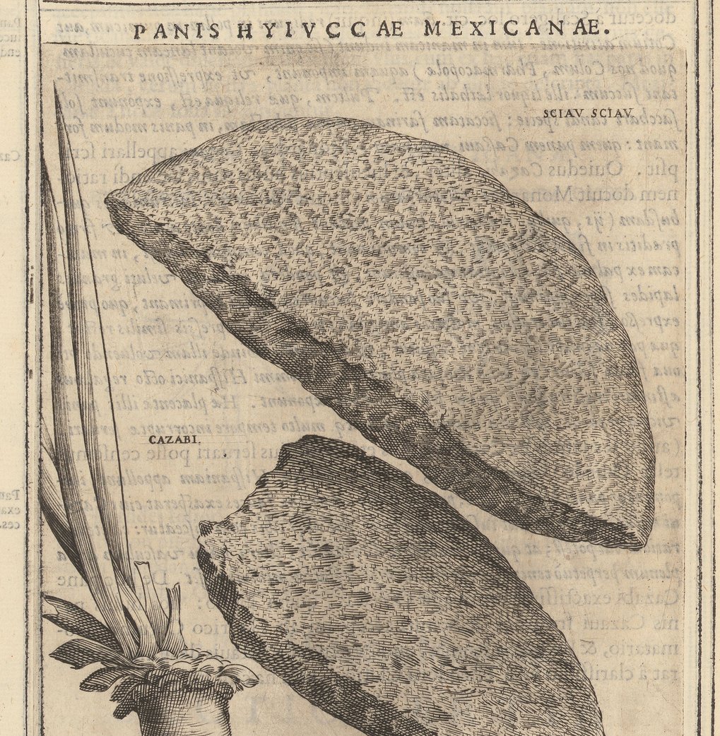 Tobia Aldini, Exactissima Descriptio Rariorvm Qvarvndam Plantarvm, qu[a]e continentur Rom[a]e in Horto Farnesiano, Rom 1625