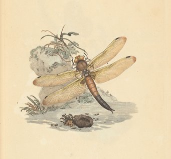 Edward Donovan, Illustrations Of Rare And Beautiful Insects, London 1797. Edward Donovan, Illustrations Of Rare And Beautiful Insects, London 1797.