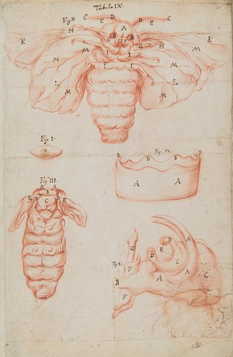 Marcello Malpighi, Cinque figure dell'esterno di un baco da seta (1669). Gesso rosso su carta, 318 x 206mm. Archivi della Royal Society, MS 103/2, f. 35r Marcello Malpighi, Cinque figure dell'esterno di un baco da seta (1669). Gesso rosso su carta, 318 x 206mm. Archivi della Royal Society, MS 103/2, f. 35r