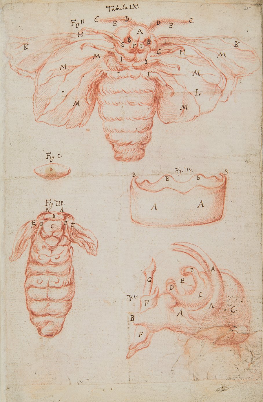 Marcello Malpighi, Five figures of the exterior of a silk worm (1669). Red chalk on paper, 318 x 206mm. Archives of the Royal Society, MS 103/2, f. 35r