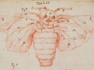 Anatomische Zeichnung einer Insektenlarve mit beschrifteten Körperteilen.