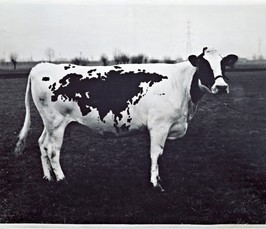 "Travelling maps". Cartography's Nomadic Languages Across Art, Literature, Politics and Media <i></i><sub></sub><sup></sup><i></i><i></i><i></i> <i></i><i></i><sub></sub><sup></sup> "Travelling maps". Cartography's Nomadic Languages Across Art, Literature, Politics and Media <i></i><sub></sub><sup></sup><i></i><i></i><i></i> <i></i><i></i><sub></sub><sup></sup>
