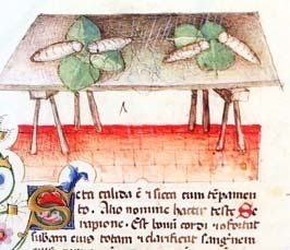 Il baco e la cimice. Immagini di animali negli erbari medievali (1300-1450) 