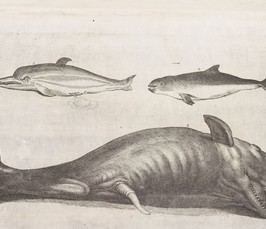 Verbal and Visual Regimes of Aesthetic Experience in the Royal Society of London, 1650-1720 Verbal and Visual Regimes of Aesthetic Experience in the Royal Society of London, 1650-1720