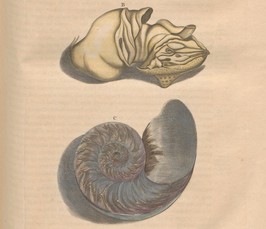 The Nature of Exotic Shells: Labor and the Costs of Visibility The Nature of Exotic Shells: Labor and the Costs of Visibility