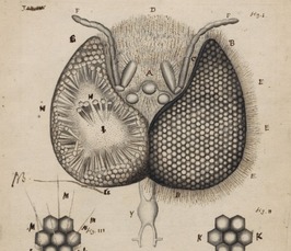 Kick-off (livestream): Visualizing the Unknown. Scientific Observation, Representation and Communication in 17th-century Science and Society