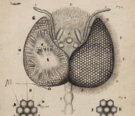 Kick-off (livestream): Visualizing the Unknown. Scientific Observation, Representation and Communication in 17th-century Science and Society Kick-off (livestream): Visualizing the Unknown. Scientific Observation, Representation and Communication in 17th-century Science and Society