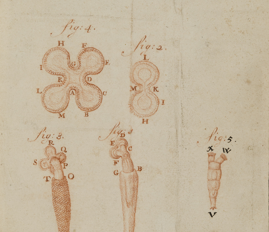 Antoni van Leeuwenhoek (1632-1723) and His Impact on the History of Microscopy
