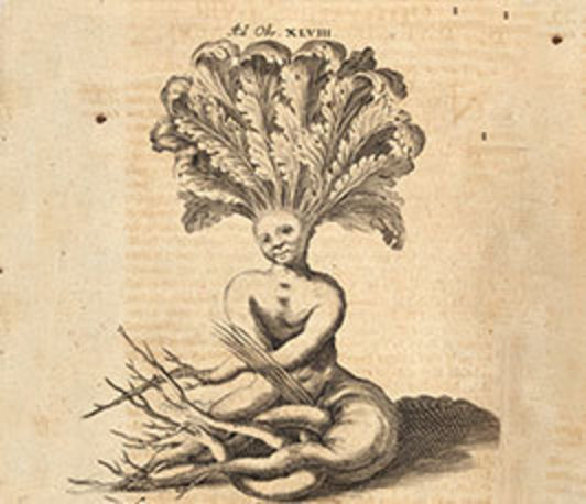 Mandrake. A Natural History of Image Making