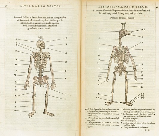 Drawing Comparisons: Images in Comparative Anatomy, 1500–1900